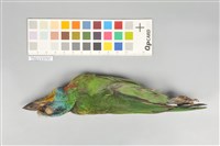 五色鳥藏品圖，第15張